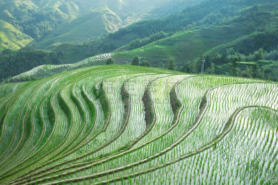 梯田,水稻梯田,稻田,骨骼,龙脊梯田,桂林,稻,龙胜,脊柱,水平画幅