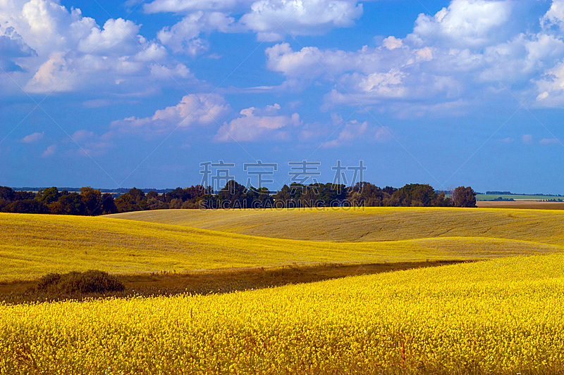 田地,黄色,天空,美,水平画幅,无人,夏天,户外,草,农作物