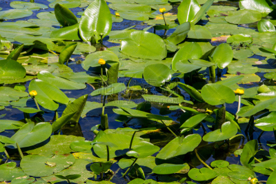 白兰地酒瓶睡莲,yellow water,水,美,水生植物,水平画幅,睡莲,夏天,户外,湖