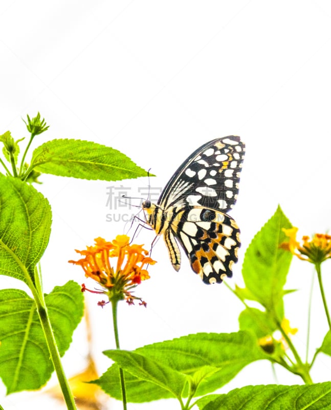 绿色,蝴蝶,斑点,pipevine swallowtail butterfly,凤尾蝶,垂直画幅,动物身体部位,翅膀,特写,黑色