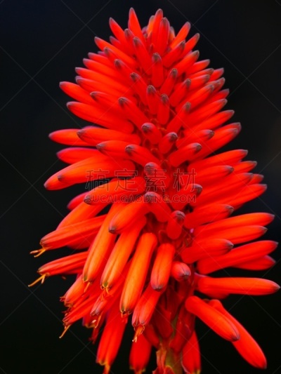 芦荟,自然,垂直画幅,肉质植物,无人,法国,木立芦荟,摄影,花