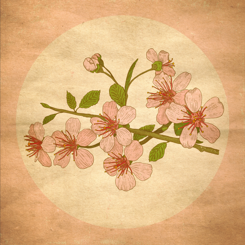 Illustration cherry blossoms预览效果