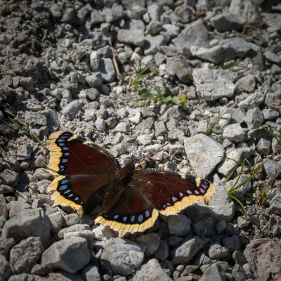 斗篷,哀悼者,美,褐色,无人,石灰石,mourning cloak butterfly,夏天,户外,生物学