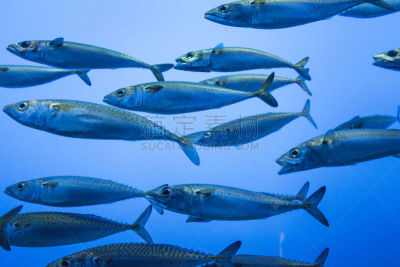 沙丁鱼,蒙特利海湾水族馆,凤尾鱼,鱼群,蒙特利半岛,水平画幅,动物鳍,鱼缸,水族馆,水生动植物