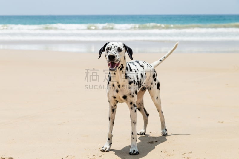 大麦町,幸福,海滩,进行中,可爱的,斯里兰卡,纯种犬,肖像,椰子,狗