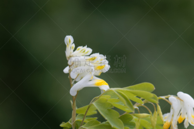 紫堇,温带的花,美,水平画幅,无人,户外,特写,五福花,植物,彩色图片