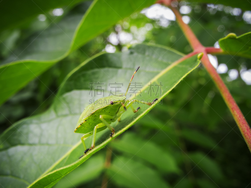 green shield bug,一个物体,自然,水平画幅,绿色,无人,全身像,特写,盾蝽,甲虫