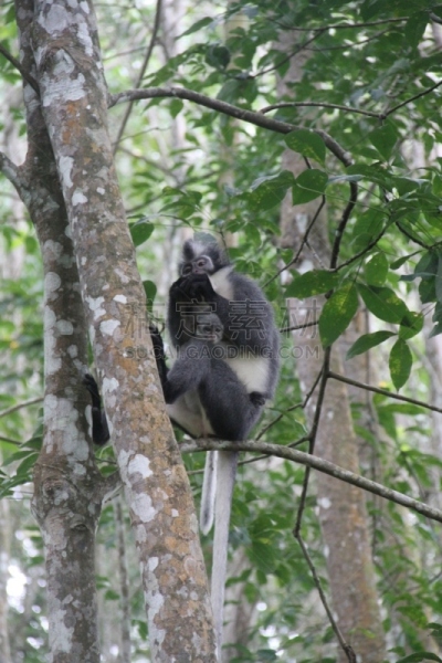 猴子,婴儿,gunung leuser national park,武吉拉旺,苏门答腊印度尼西亚,垂直画幅,野生动物,野外动物,户外,幼小动物