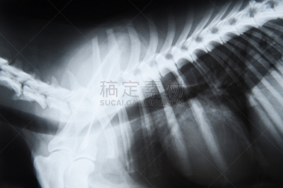 x光片,狗,x光,水平画幅,健康保健,动物脊骨,兽医,椎间盘