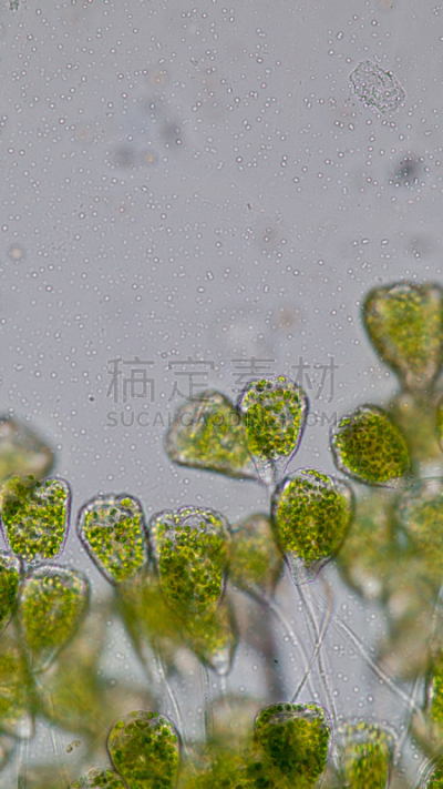 显微镜,水,钟形虫,微生物,在下面,垂直画幅,微生物学,无人,动物学,水下