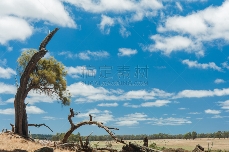 山,木麻黄树,天空,水平画幅,无人,圆木,夏天,户外,干的,草