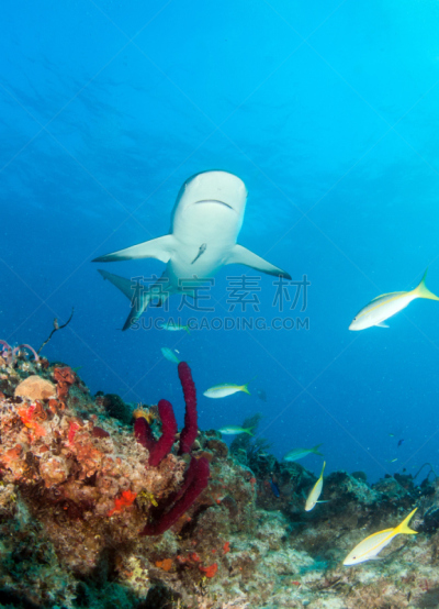 巴哈马国,礁鲨,垂直画幅,水,水肺潜水,无人,水下,鲨鱼,夏天,户外