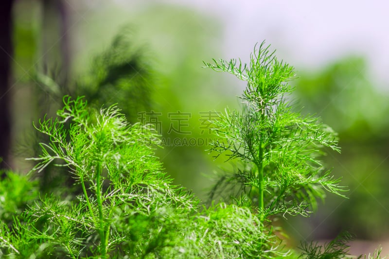 灌木,茴香,园林,北方深红色食蜂鸟,黄色,美,褐色,水平画幅,无人,莳萝