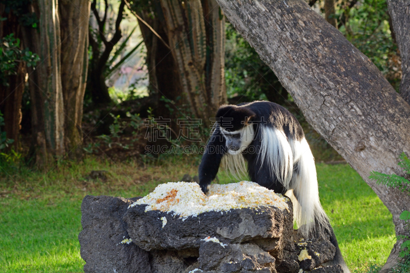 肯尼亚,纳瓦沙湖,black and white colobus,公园,水平画幅,无人,坦桑尼亚,户外,叶猴,动物