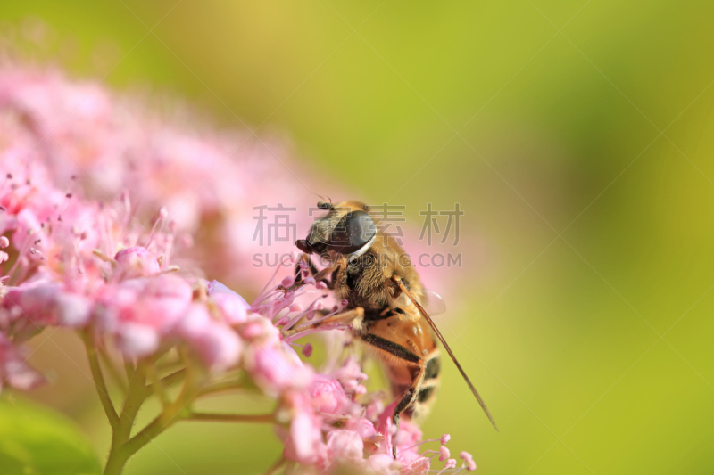 蜜蜂,复眼,芳香的,水平画幅,生态保护区,动物身体部位,野外动物,夏天,户外,特写