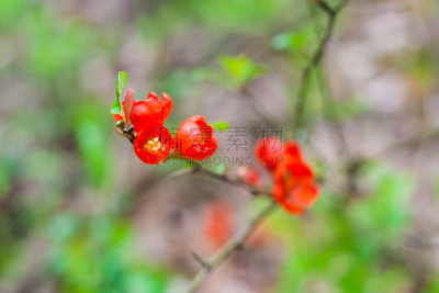 温柏,仅一朵花,皱皮木瓜,芳香的,水平画幅,无人,户外,特写,植物,枝