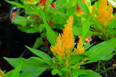 鸡冠花,黄色,菜园,自然美,美,灵感,水平画幅,枝繁叶茂,早晨,户外