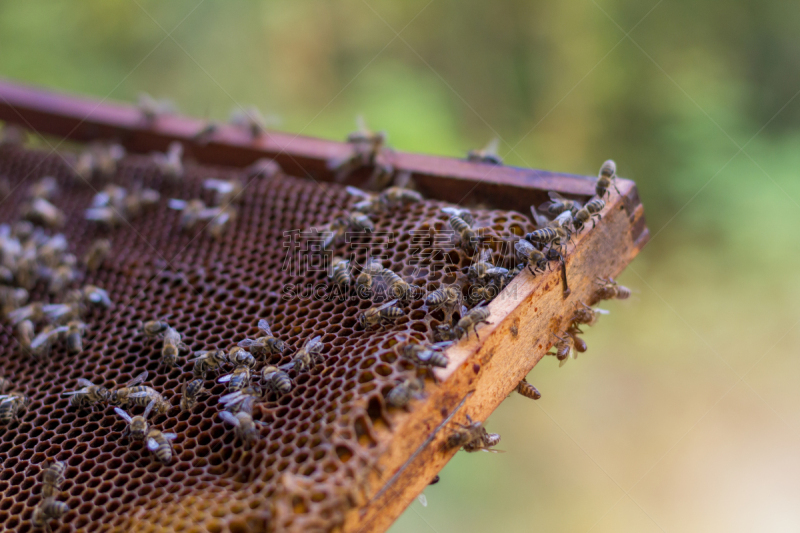 蜜蜂,六边形,beekeeper,动物手,领导能力,纹理效果,智慧,忙碌,蜂蜡,蜂王