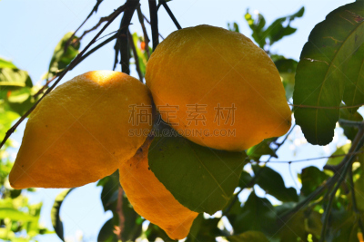 中国柠檬,植物大小,甘桔园,植物类型,索伦托,草本园,叶表皮,阿玛尔菲,香橼,黄色背景