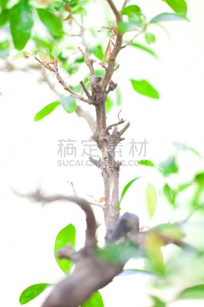 盆景,泡桐,游园会,人口爆炸,观赏草,垂直画幅,无人,日本,室内植物,植物茎