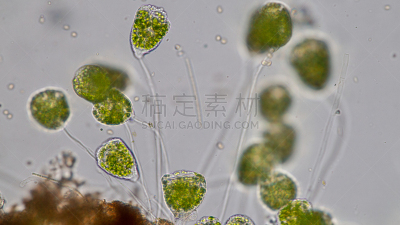 显微镜,水,钟形虫,微生物,在下面,水平画幅,微生物学,无人,动物学,水下