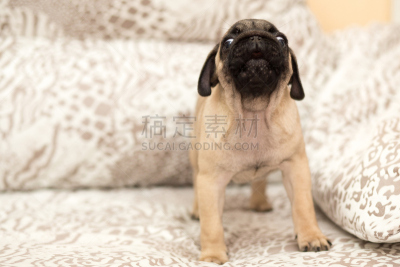 巴哥犬,可爱的,小狗,女孩,进行中,puggle犬,褐色,水平画幅,爪子,动物身体部位