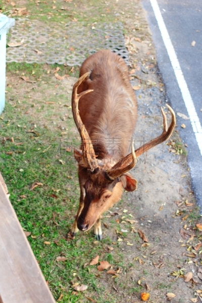 brow-antlered deer,自然,垂直画幅,动物群,无人,动物,远古的,图像,社区,摄影