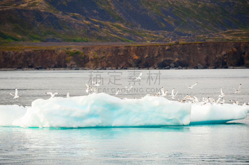 冰山,格陵兰,水,美,气候,水平画幅,雪,鸟类,大西洋,户外