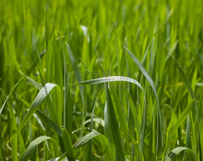 雨滴,谷类食品,水平画幅,燕麦,无人,湿,户外,草,特写,刀刃草