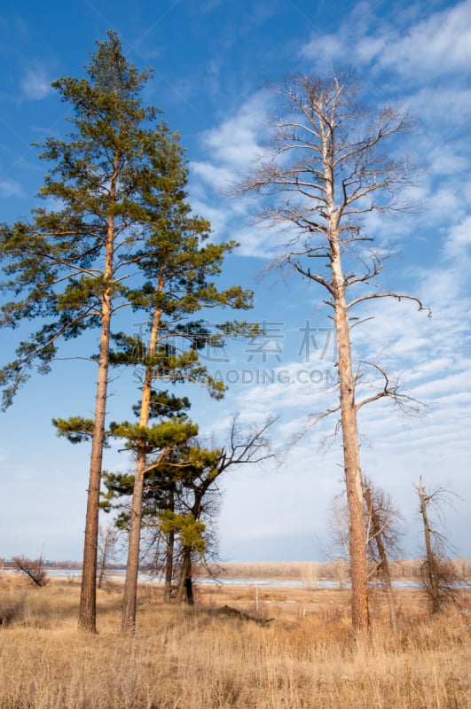 森林,松树,春天,季节,垂直画幅,天空,林区,夜晚,雪,户外