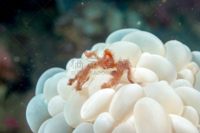 猩猩,红色,大特写,珊瑚,螃蟹,共栖,indopacific ocean,苏拉威西,野生动物,水平画幅
