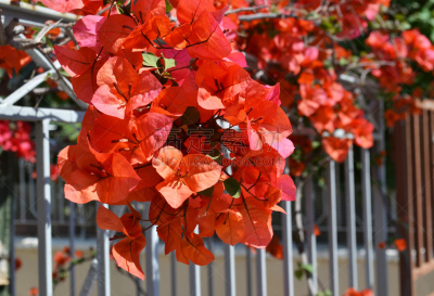 希腊,三角梅,岛,基克拉迪群岛,水平画幅,无人,传统,夏天,户外,特写