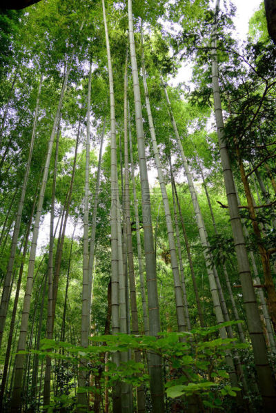 竹林,垂直画幅,绿色,无人,金融,日本,金融和经济,户外,建筑材料,草