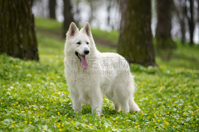 德国牧羊犬,白色,水平画幅,牧羊犬,动物身体部位,夏天,草,哺乳纲,看,狗
