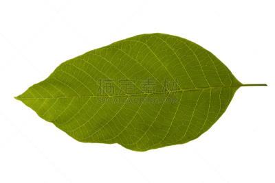 白色背景,一个物体,叶子,绿色,分离着色,白色,自然,背景分离,清新,对称