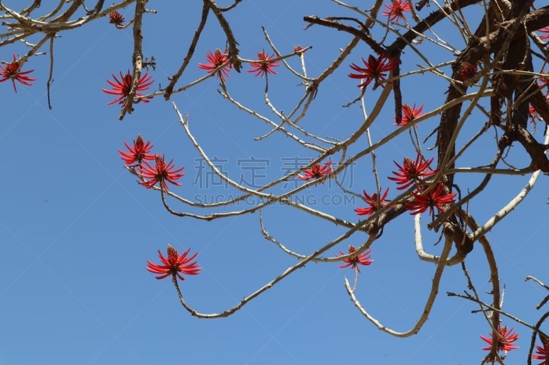 组图,枝状珊瑚,珊瑚树花,珊瑚树,苹果花,梅花,苹果树,樱桃树,丰富,洛杉矶县