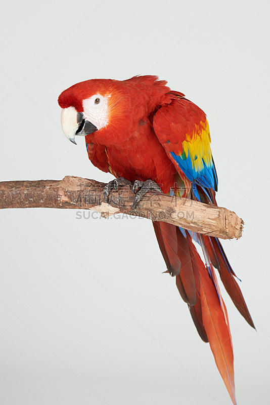 鹦鹉,红色,枝,色彩鲜艳,尼加拉瓜,长度,翅膀,动物,鸟类,金刚鹦鹉