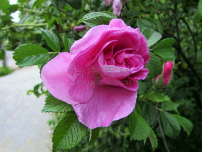 皱叶蔷薇,芳香的,水平画幅,无人,玫瑰,特写,花蕾,野蔷薇植物,2015年,灌木