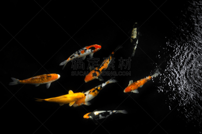 锦鲤,鱼类,多色的,水景花园,水,美,水平画幅,巨大的,户外,湖