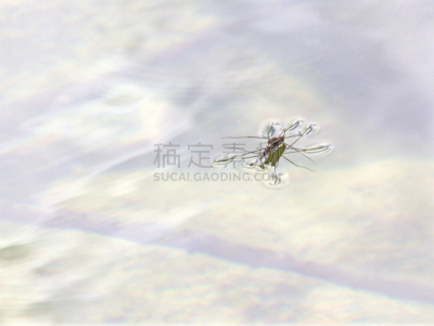 水黾,水,褐色,水平画幅,平视角,情绪压力,动物习性,动物身体部位,野外动物,户外