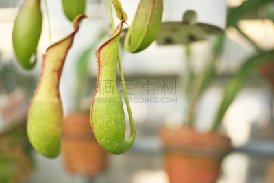 热带灌木,植物,水平画幅,二齿猪笼草,无人,日本,藤泽市,温室,昆虫,神奈川县