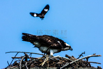 草地鹨,鱼鹰,野生动物,食肉鸟,水平画幅,无人,鸟类,鸟巢,害虫,海鸟