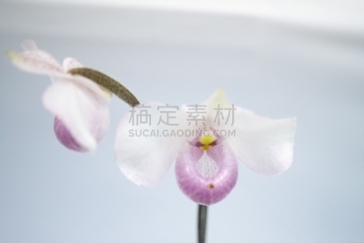 地球,美,留白,水平画幅,无人,蝴蝶兰,特写,花蕾,拉昂,东南亚