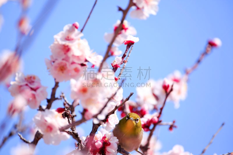 日本,杏,嫩枝,海角白眼鸟,日本白色的眼,梅花,自然,水平画幅,可爱的,无人