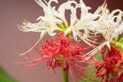 红蜘蛛百合,mystery lily,自然,水平画幅,散焦,蓝色,日本,特写,红色,亚洲