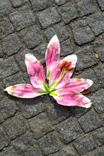 百合花,坏掉的,垂直画幅,留白,灰色,被欺负,无人,柏林,城市生活,仅一朵花