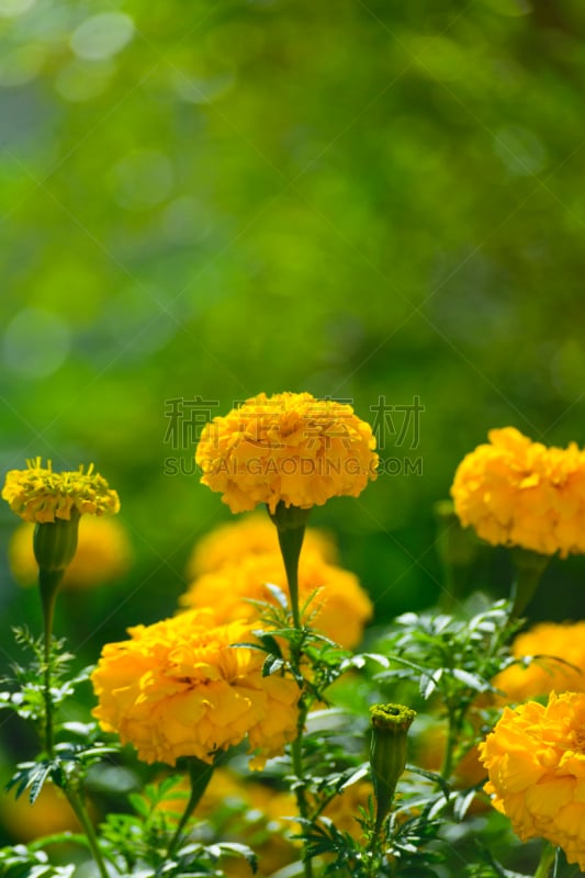 特写,非洲万寿菊,前景聚焦,垂直画幅,美,公园,无人,早晨,夏天,户外