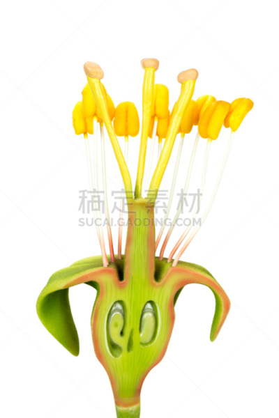 仅一朵花,雌蕊,雄蕊,模型,双性,卵巢,萼片,生殖器官,生物学,横截面