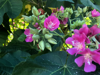 粉色,茎,白色,水,夏天,葡萄牙,明亮,花束,热带气候,灌木