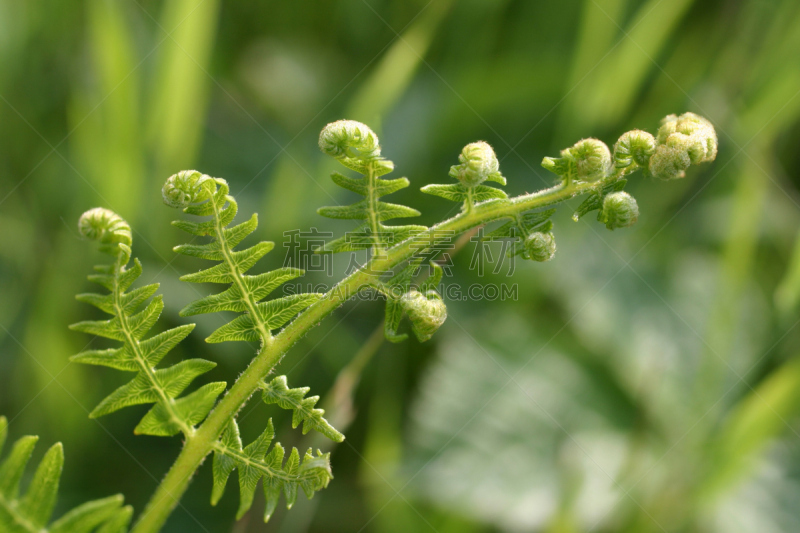 春天,蕨藻体,卷着的,叶子,孢子,热带雨林,花蕾,脆弱,背景,生长